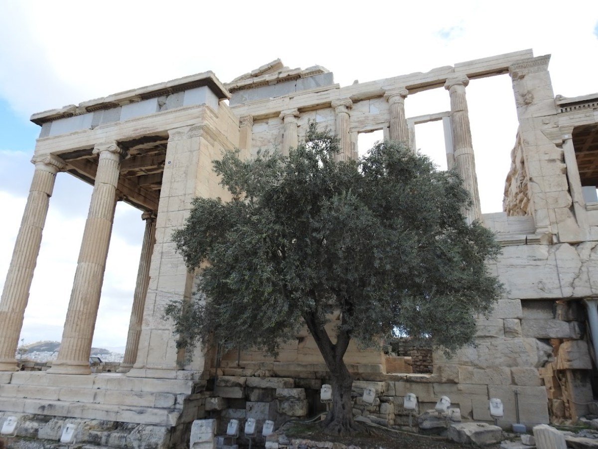 Olive Tree of&nbsp;Athena
